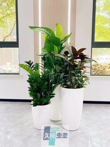 惠山写字楼办公室公共区域走道绿植租摆高中低搭配