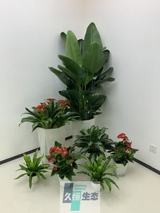 惠山办公室花卉绿植租摆简约组合